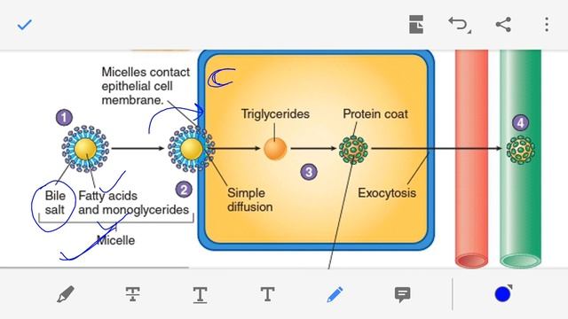 Assimilation of Carbohydrates, lipids and  Proteins in Hindi