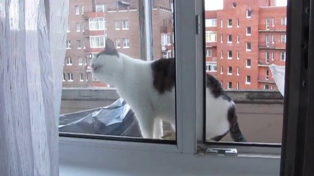 Кошка моет окно