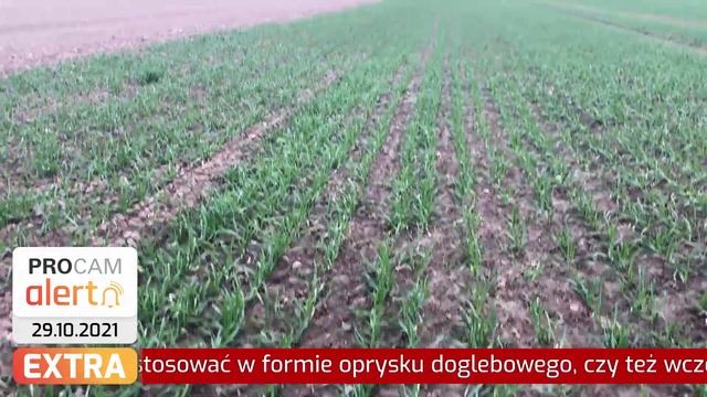 PROCAM Alert Extra - drożejący azot! Co robić? #AzotoPower
