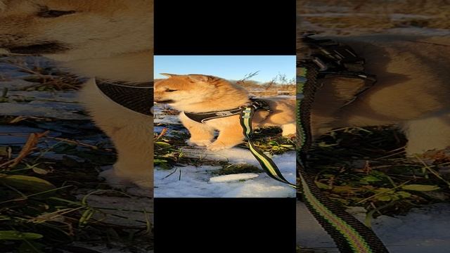 1000027186.mp4