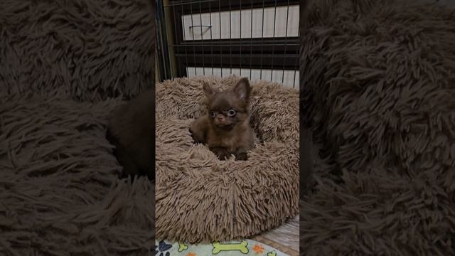 Девочка шоколадная длинношерстная