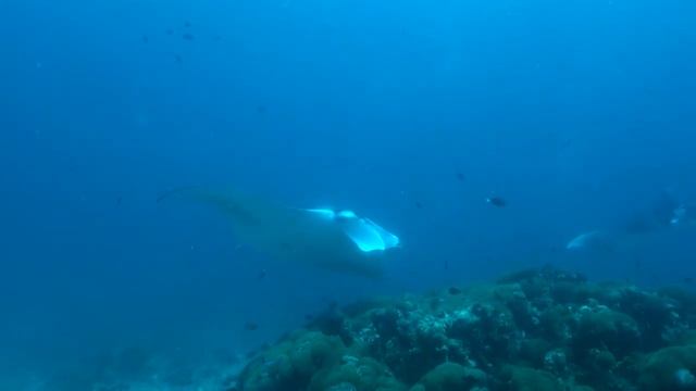 "Maldiviana" safary with 'Nemo diving club' June 2018.