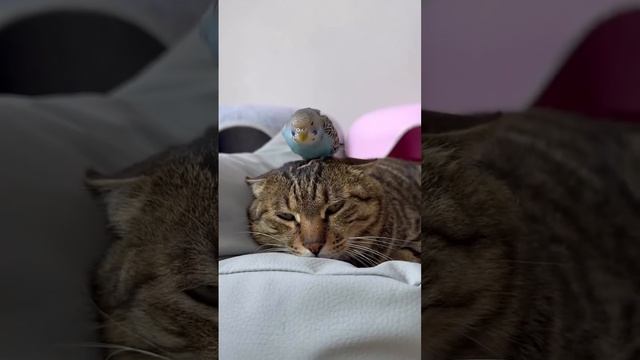 Хватит кусаться