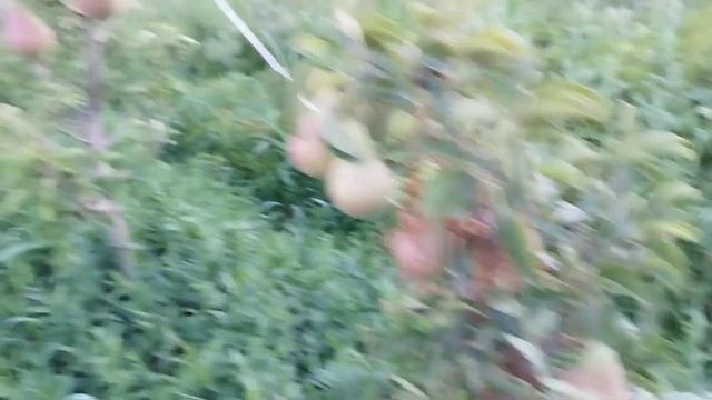Кармен нок кучатидан бор +998910408084