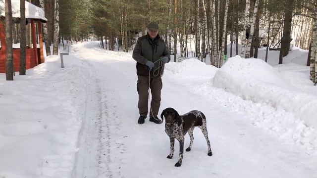 Легавая собака боится выстрелов