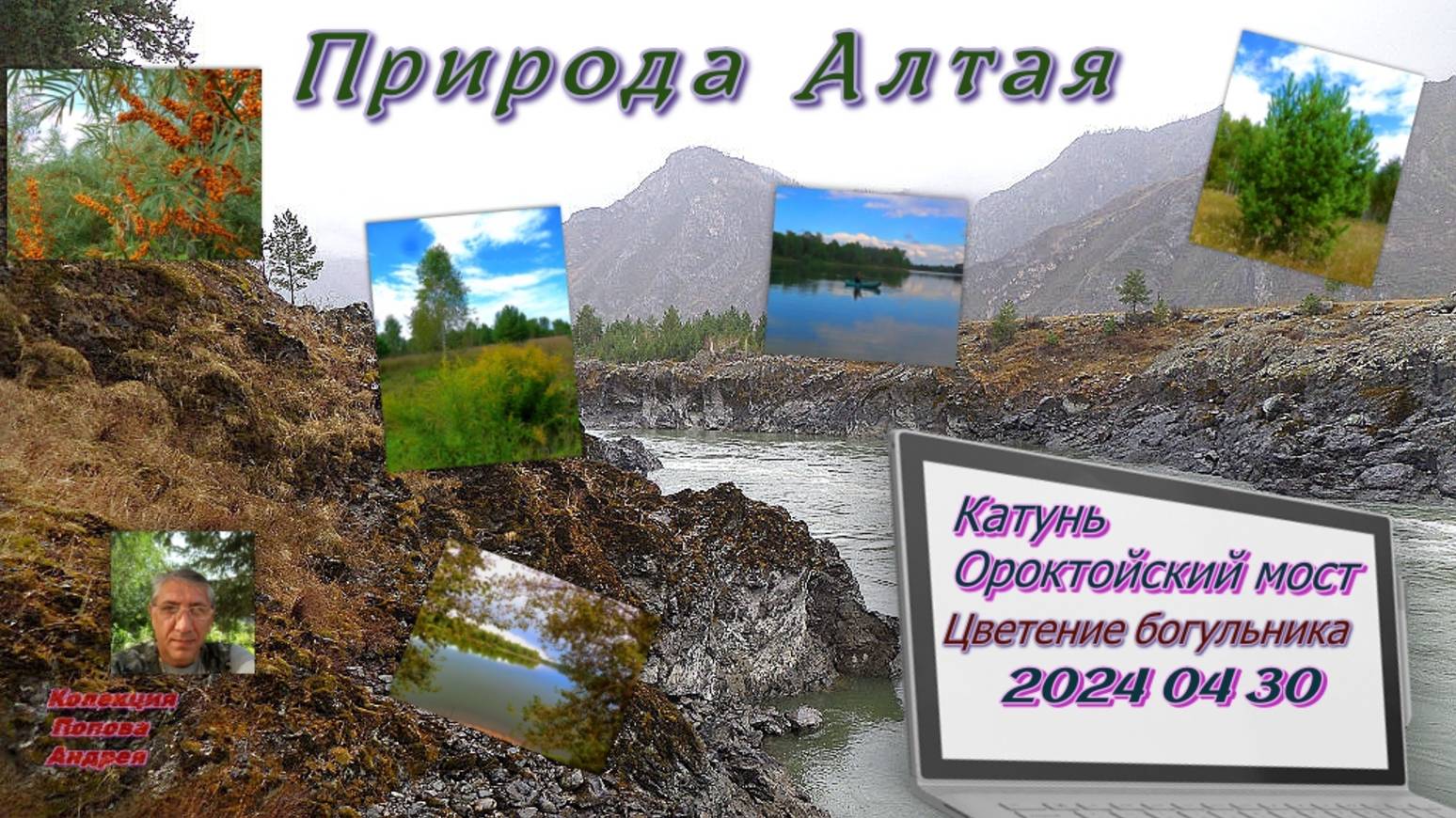 Ороктайский мост цветение богульника 2024 04 30