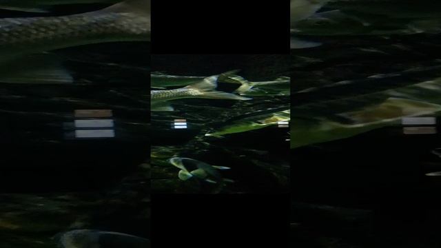 Волжские Обитатели🐟 #nuum #москвариум