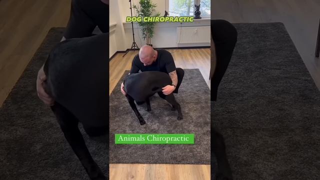 Animal Chiropractic 🐕 #chiropratic #chiropractor #animals #dog #cat ____@boneshandsanimals