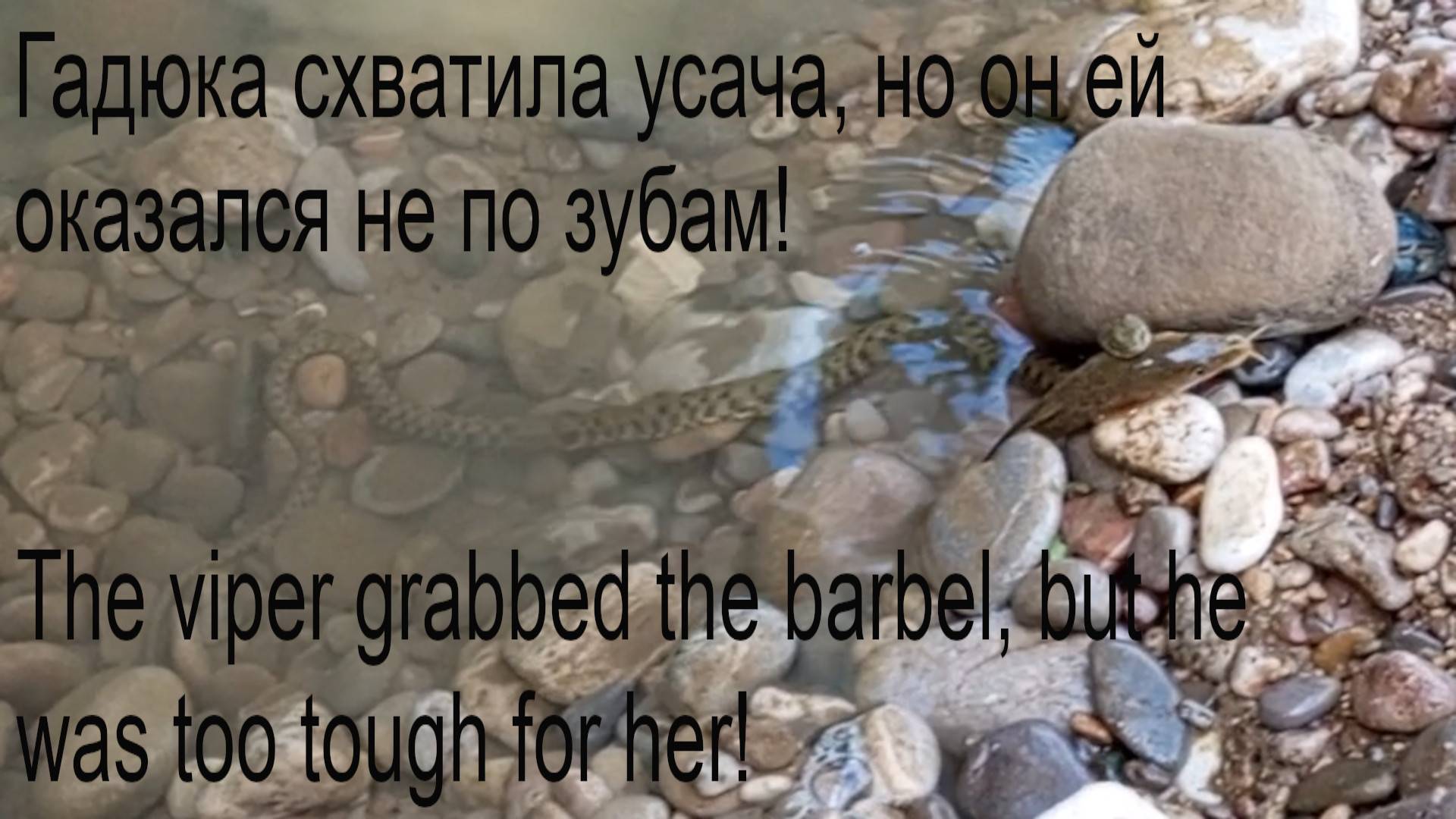 Гадюка схватила усача. The viper grabbed a barbel.