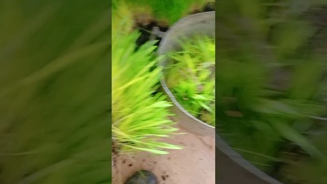 Как Накормить Курей В Зимнюю Проголодь что бы Неслись!!!