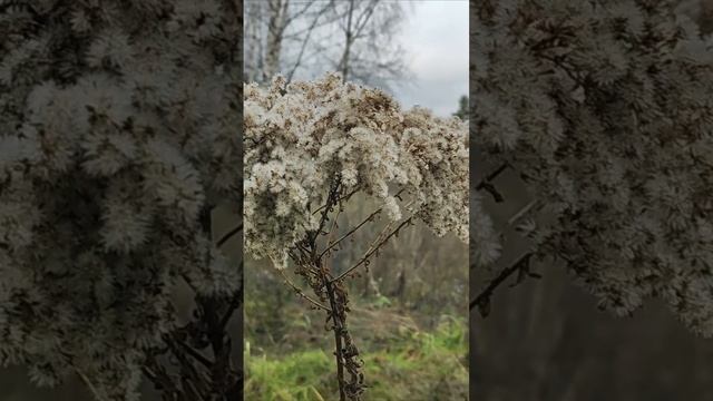 Одиночное дерево на вершине холма | Natures Quiet Retreat