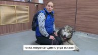 Волка заломали в клинике!
