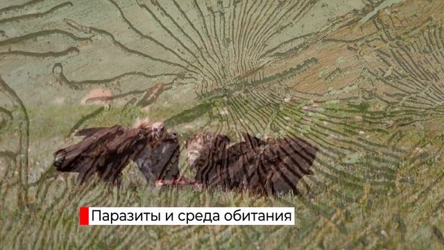 Организменная среда обитания 5 класс