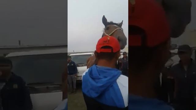 Конь за 500000 кок бору