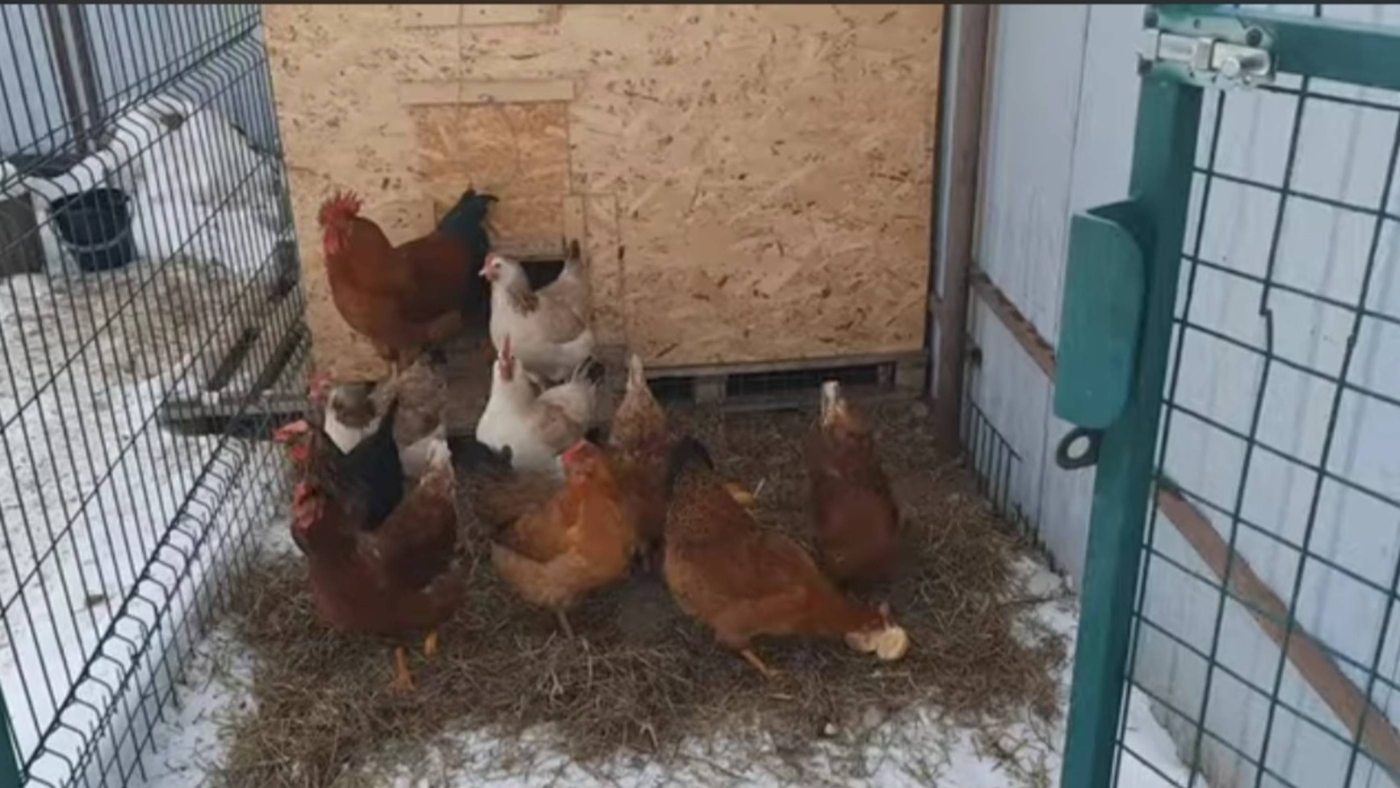 Дедовщина в курятнике🤼♂️ как адаптировались курочки разных возрастов 🐓