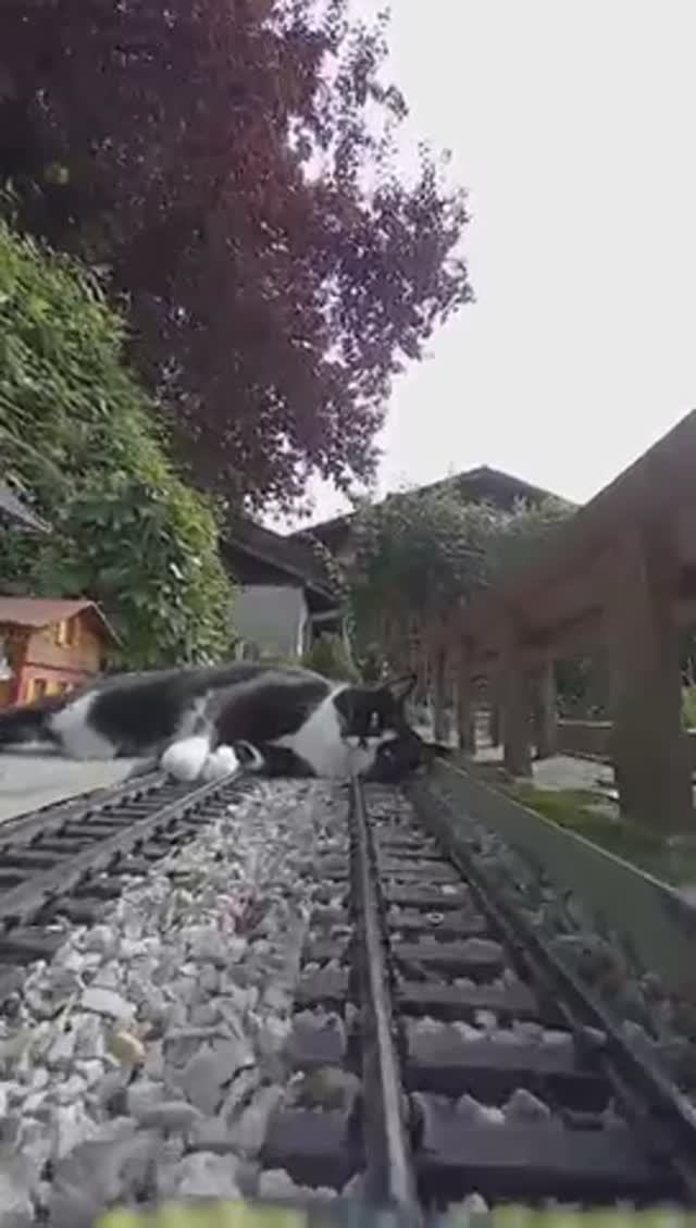 Кот лёг на рельсы 🤣
