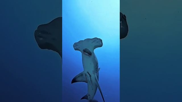 Подводный мир