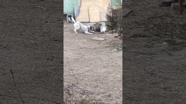 1000011509.mp4Шкода и Пушок