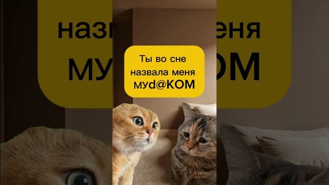 Солнышко что это было? Смешные котики,смех до слёз. #юмор #мемы #смешныеистории