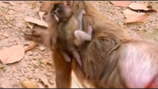 Самый надёжный, безопасный и эффективный тренажёр для Baby Monkey - его мама