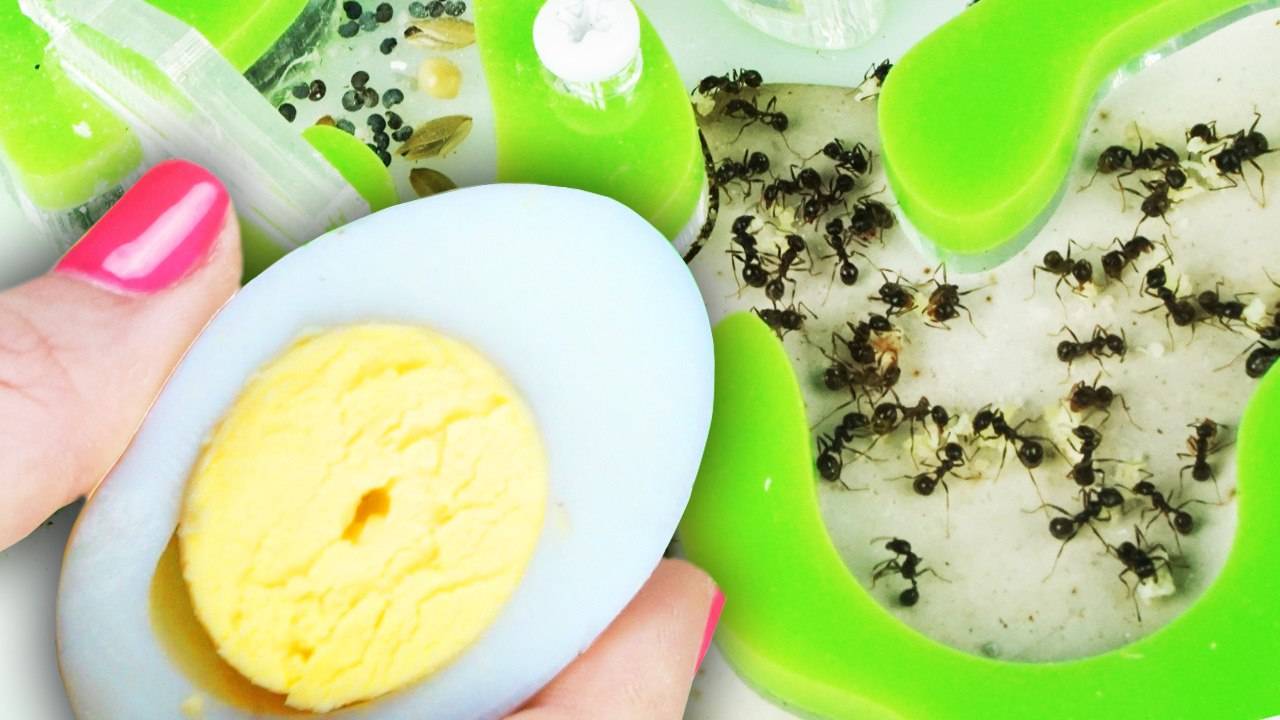 ЧТО БУДЕТ ЕСЛИ МУРАВЬИ НАЙДУТ ЯЙЦО?! Муравьиная ферма, собака впервые видит муравьев