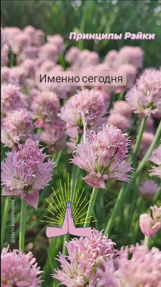 Принципы Рэйки 🙏
✨🦋✨ #энергиярейки #гармония #благодарность #здоровье
t.me/tarot_healing