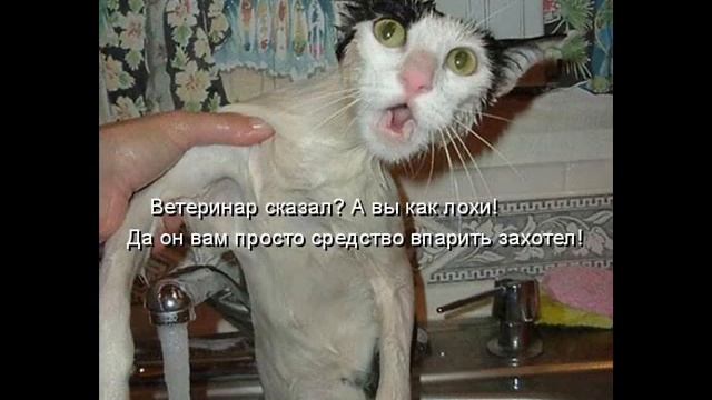 Котейки