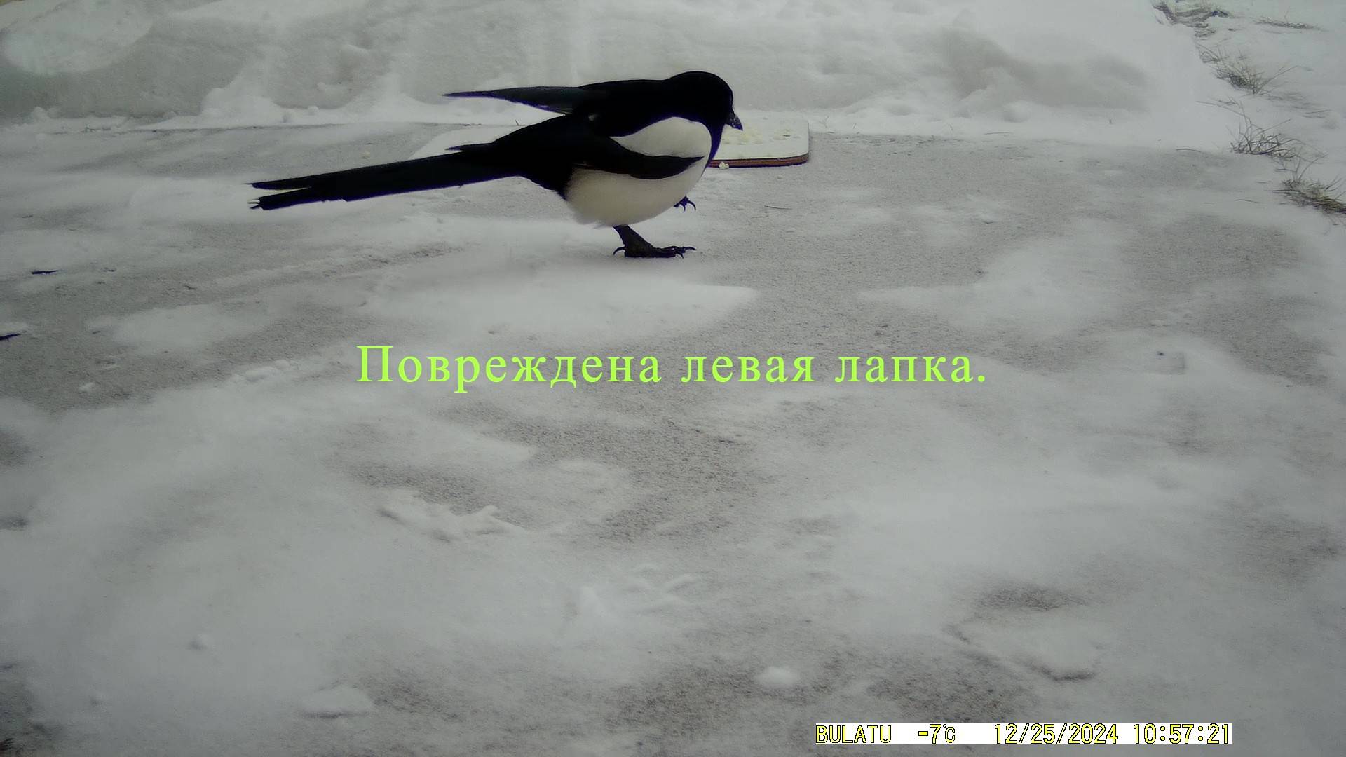 "Хромушки".
