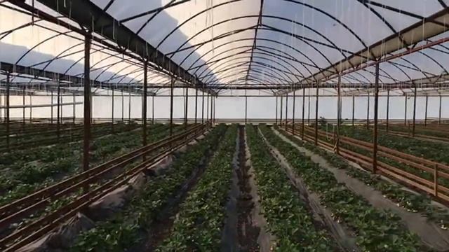 Поспевает 1 сбор