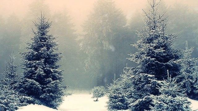Ели в лесу. Новогодний футаж. Зимний футаж. Красивый футаж для видео.