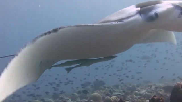 Manta rays shou Maldives, Maldiviana.  December 2014.