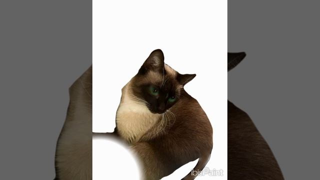 я сделала кота 🤩🌹