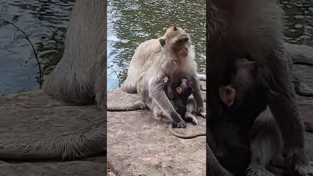 Lovely Baby and Mother Monkeys #monkey #video #shortvideo #(4)