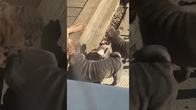Шарпей мальчишки и девчонки редкого голубого окраса!