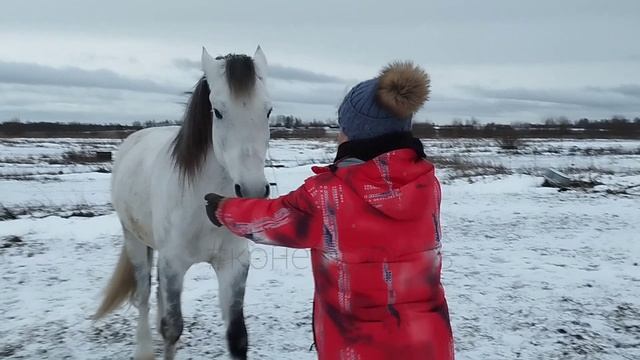 Марина Чен и Фаир. Занятие с лошадью на свободе, 21.12.24