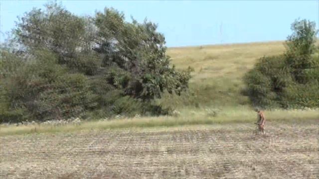 Поиск монет с Романом!Снова в поля!