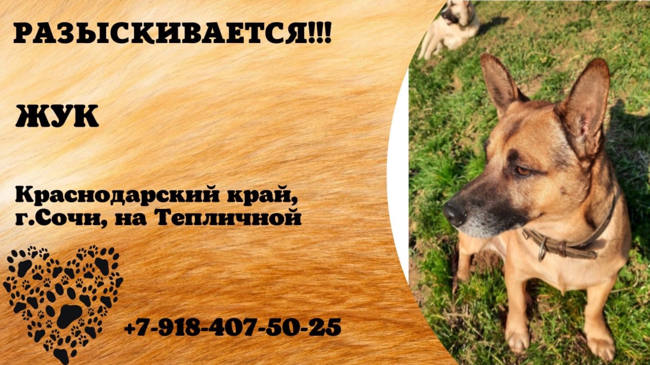 Пропала собака! ЖУК. Краснодарский край, г.Сочи.
