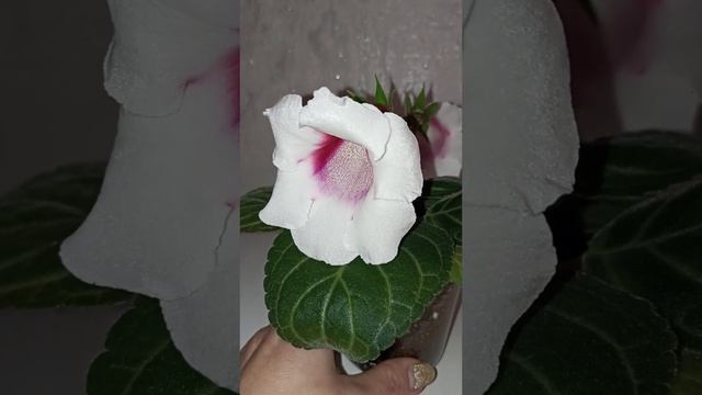 Тидеи из семян