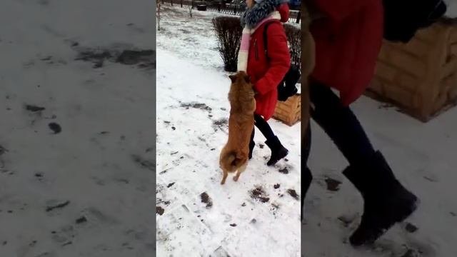 Собака танцует танго🐕🐕🐕