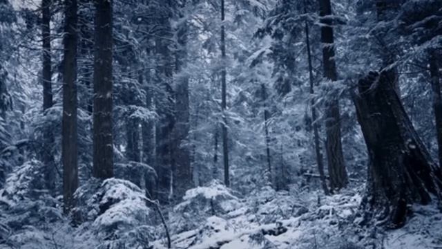 Заснеженный лес. Лес зимой. Новогодний футаж. Зимний футаж. Красивый футаж для видео.
