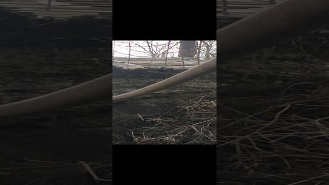 VID_20241225_133306.mp4
