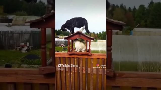 Кошачьи игры на даче