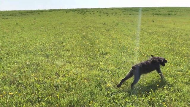 Убрали погонку у собаки