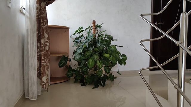 InShot_20241225_002538358