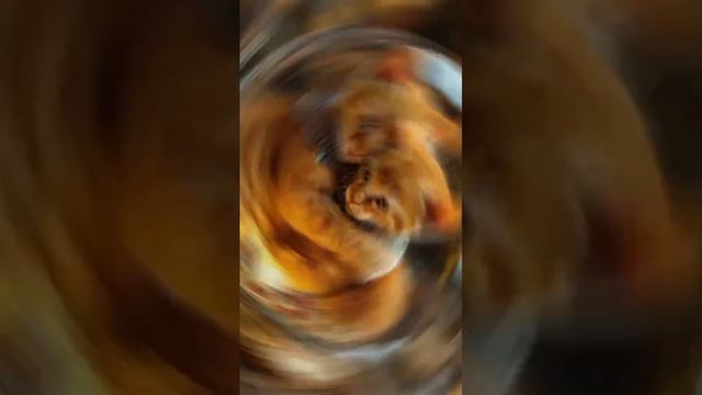 Без кота и жизнь не та