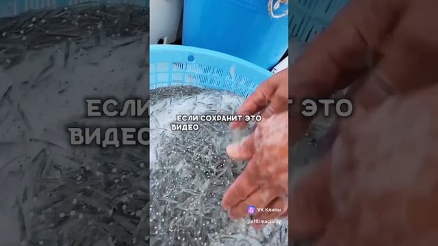 А может сбудиться?