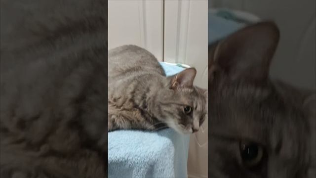 сушим пушистый воротник