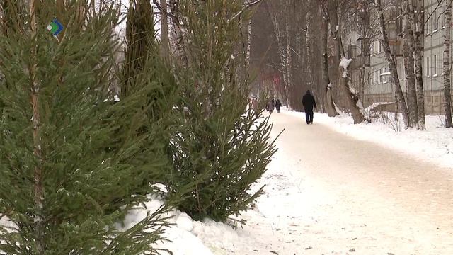 В Сыктывкаре заработали ёлочные базары