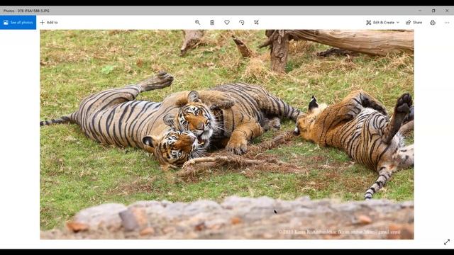 04 - Photographing Big Cats by Kiran Ambardekar