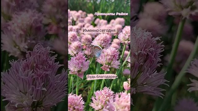 Принципы Рэйки 🙏
✨🦋✨ #энергиярейки #гармония #благодарность #здоровье
t.me/tarot_healing